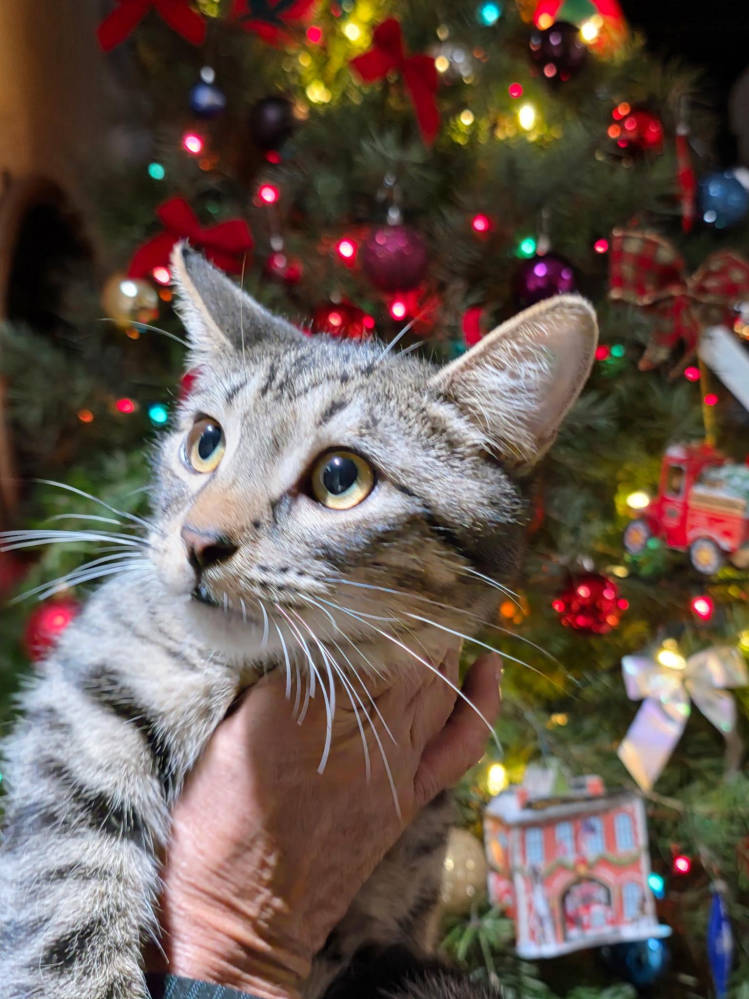 Enlarge Cassidy - All tabby heart, a ADOPTABLE Tabby in Fountain Valley, CA image 4/5