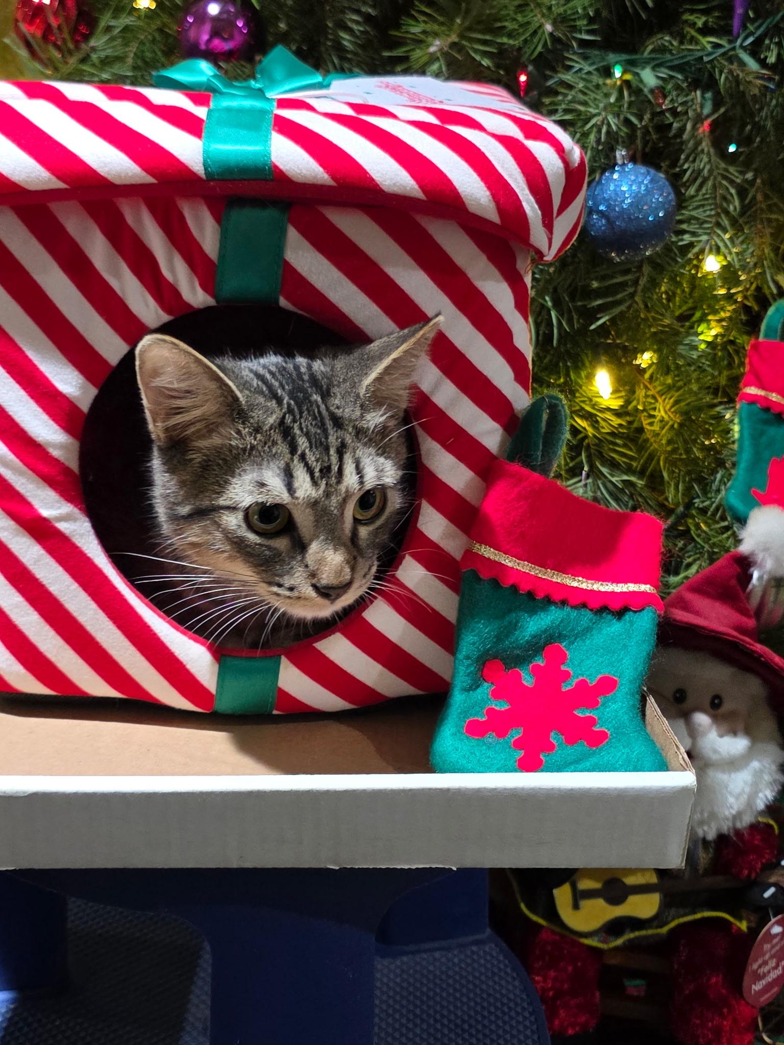 Enlarge Cassidy - All tabby heart, a ADOPTABLE Tabby in Fountain Valley, CA image 3/5