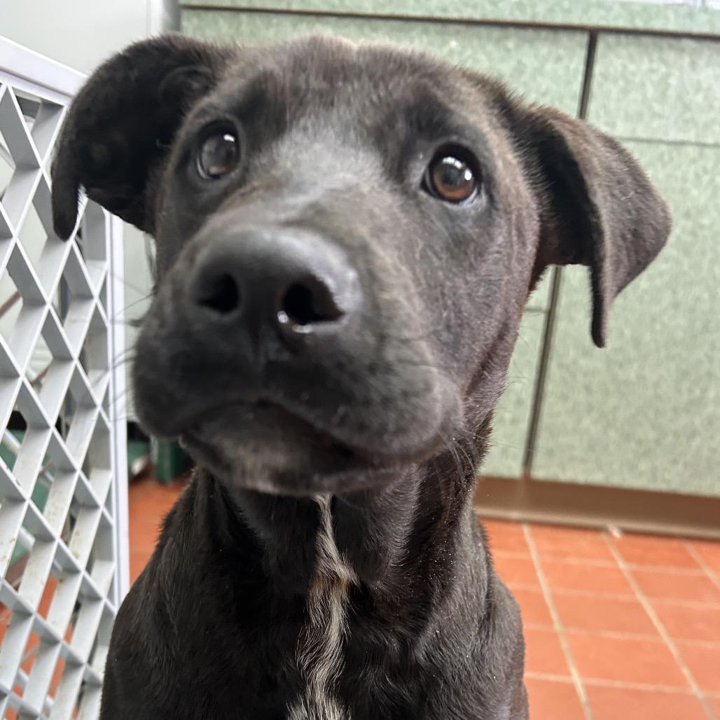 Aflac, Adoptable, Puppy Male Labrador Retriever.