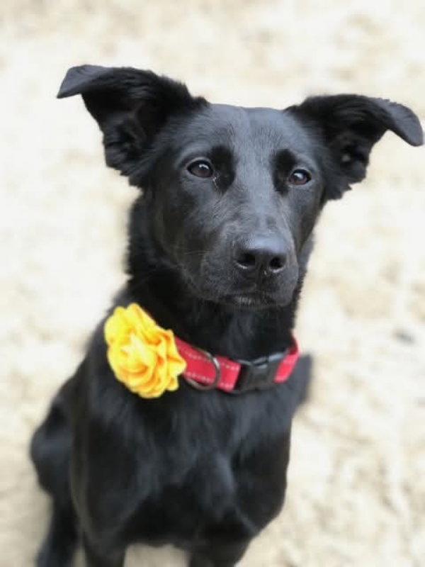 Enlarge Raven, a Adoptable mixed breed in East Derry, NH image 1/3