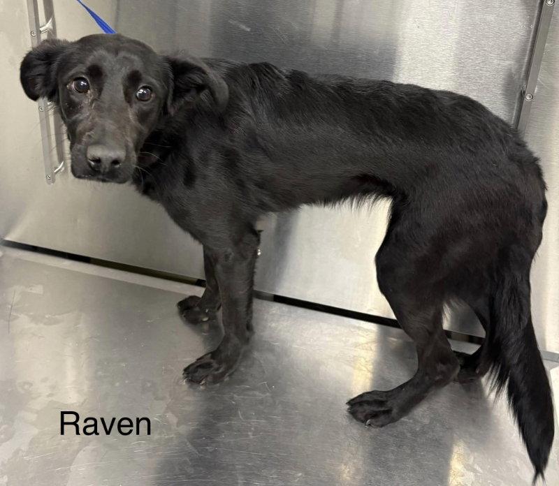 Enlarge Raven, a Adoptable mixed breed in East Derry, NH image 3/3