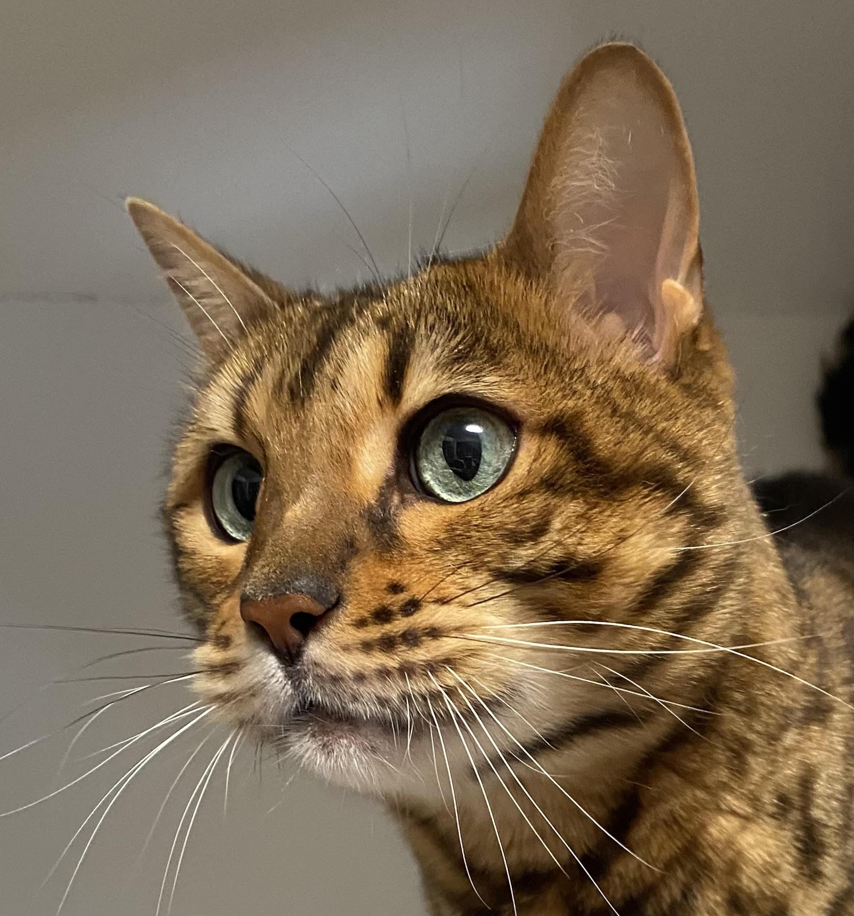 Shiva, Adoptable, Adult Female Bengal.