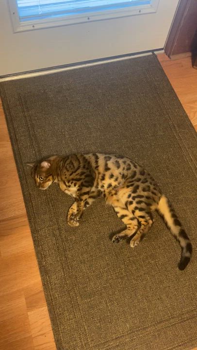 Enlarge Shiva, a Adoptable Bengal in Braintree, MA video 2/2