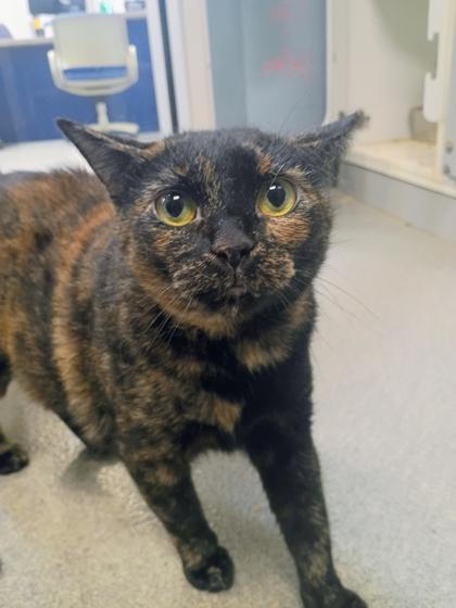 Enlarge Neptune, a Adoptable mixed breed in Beatrice, NE image 2/2