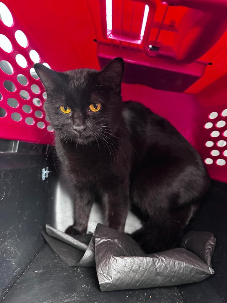 Lilly, Adoptable, Adult Female Domestic Short Hair.