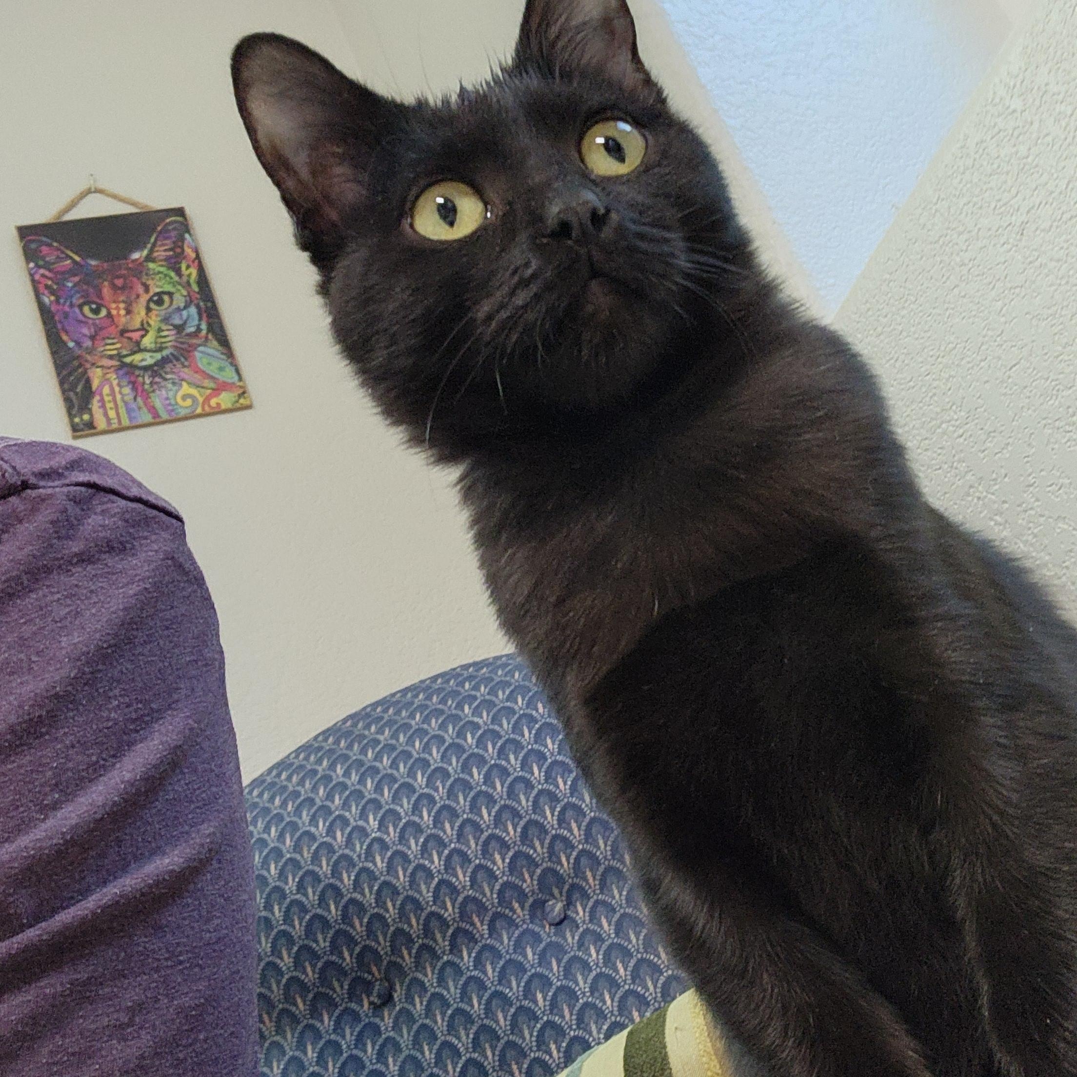 Enlarge Betty Haseman, a Adoptable Domestic Short Hair in Denver, CO image 3/5