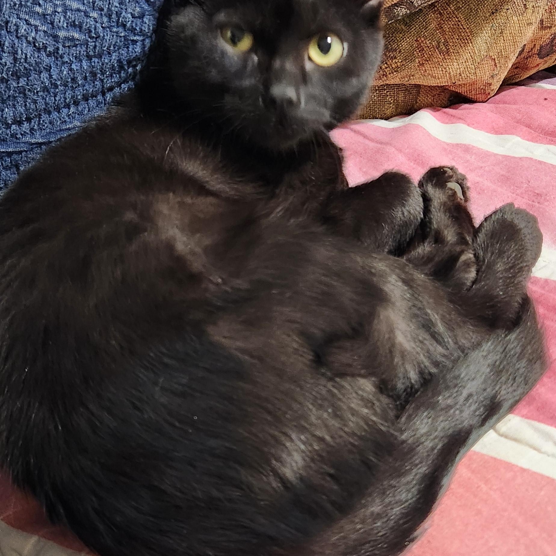 Enlarge Betty Haseman, a Adoptable Domestic Short Hair in Denver, CO image 2/5