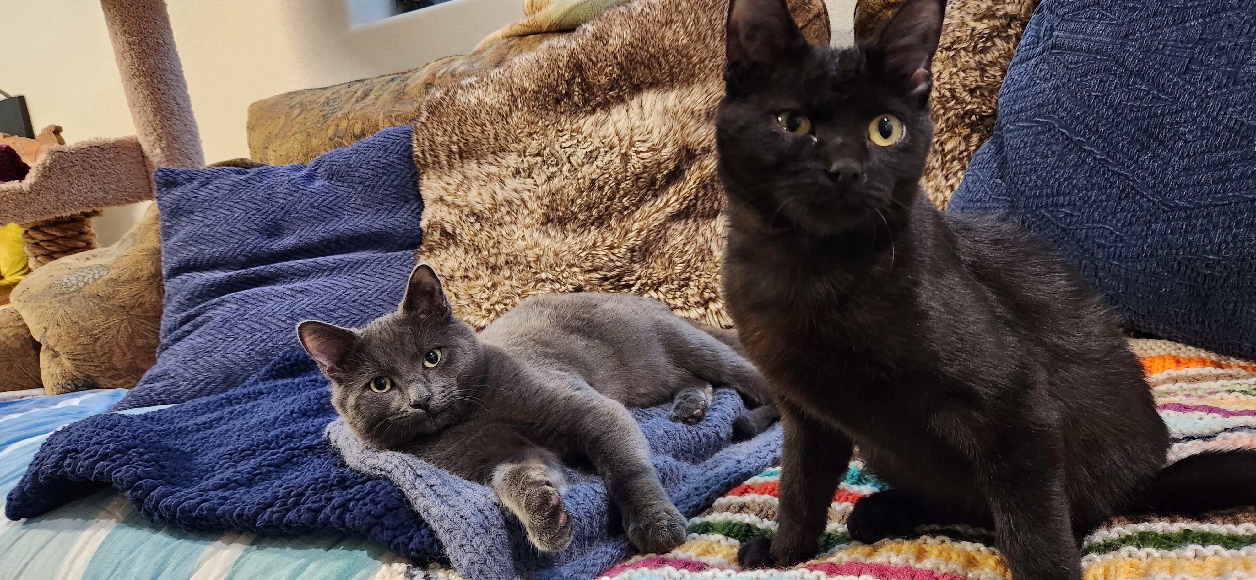 Enlarge Betty Haseman, a Adoptable Domestic Short Hair in Denver, CO image 5/5