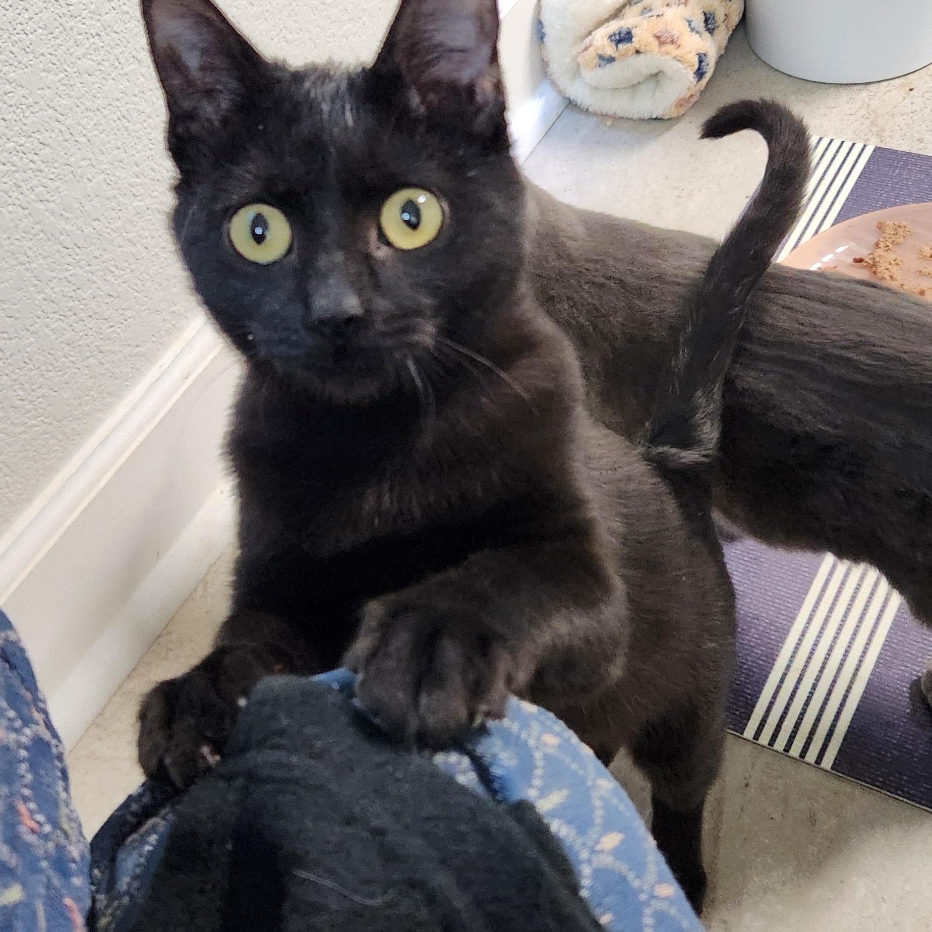 Betty Haseman, Adoptable, Kitten Female Domestic Short Hair.