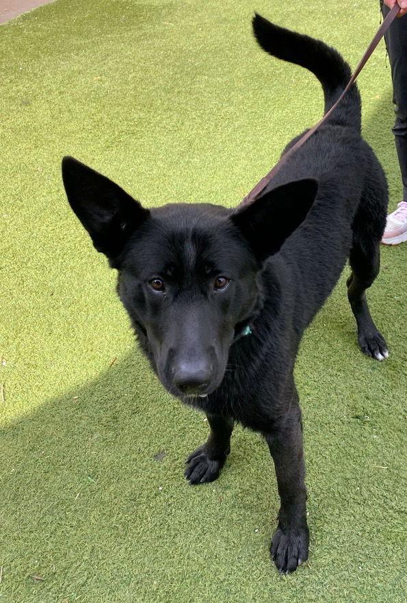 Seamus, Adoptable, Adult Male German Shepherd Dog.