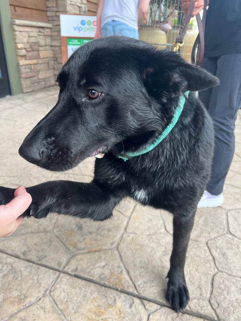 Enlarge Seamus, a Adoptable German Shepherd Dog in Modesto, CA image 2/2