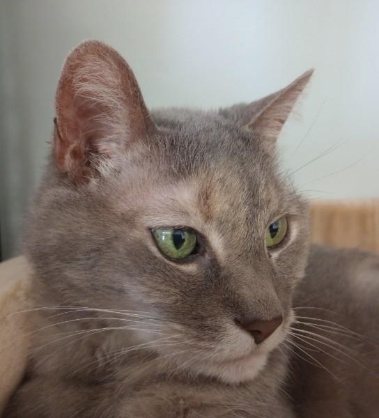 Violet, ADOPTABLE, Senior Female Domestic Short Hair.