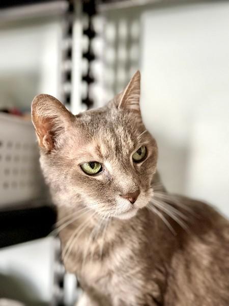Violet, a ADOPTABLE Domestic Short Hair in Duluth, GA image 2/6
