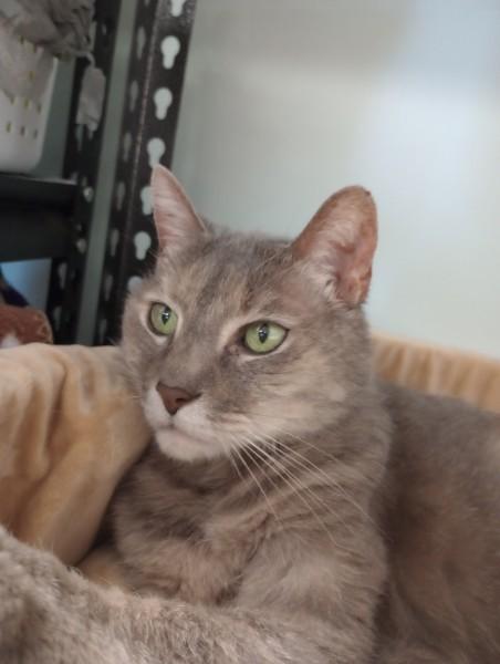 Violet, a ADOPTABLE Domestic Short Hair in Duluth, GA image 5/6