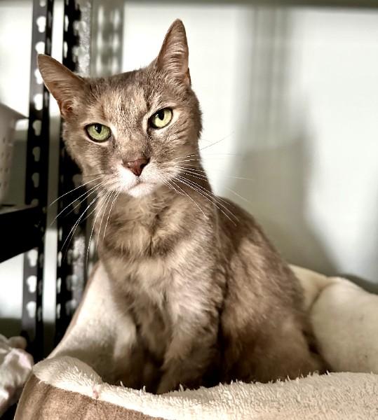 Violet, a ADOPTABLE Domestic Short Hair in Duluth, GA image 4/6