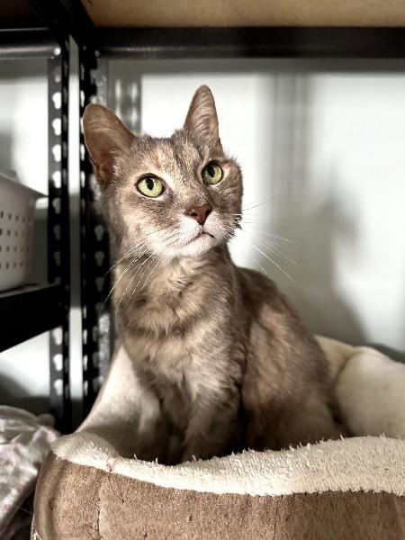 Violet, a ADOPTABLE Domestic Short Hair in Duluth, GA image 3/6