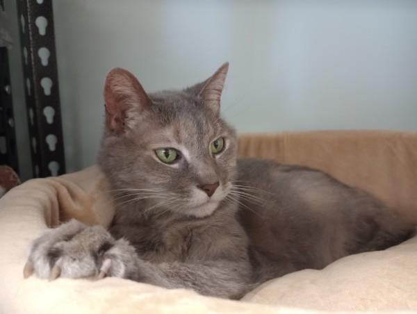 Violet, a ADOPTABLE Domestic Short Hair in Duluth, GA image 6/6