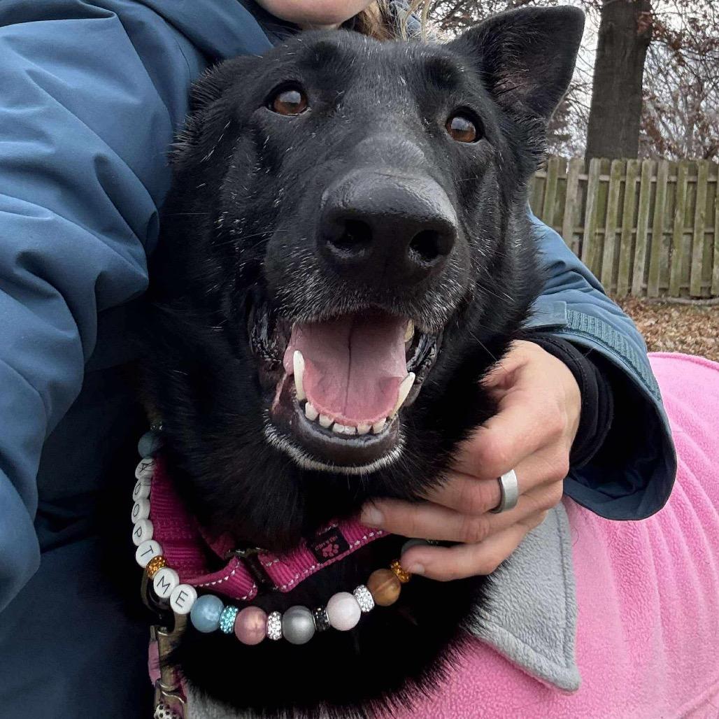 Enlarge Astra, a Adoptable German Shepherd Dog in Shawnee, KS image 1/4