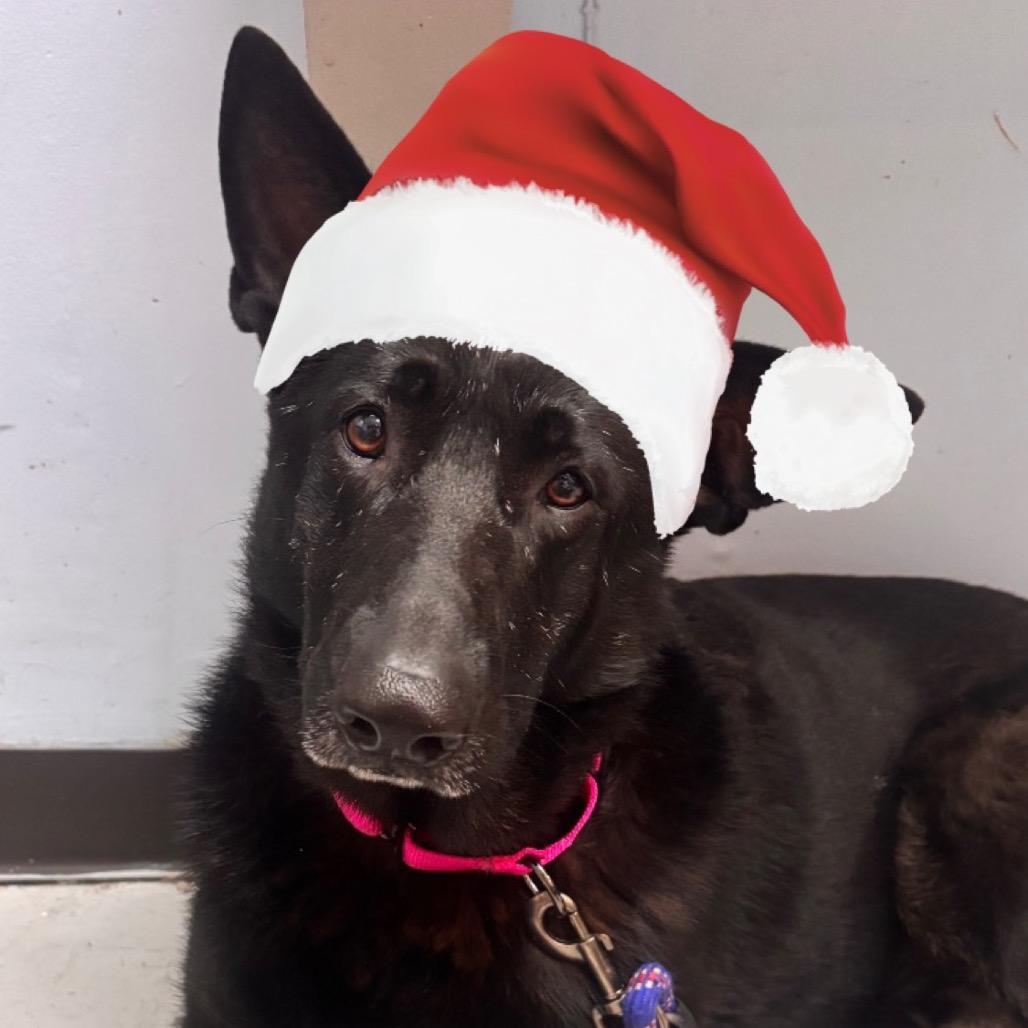 Enlarge Astra, a Adoptable German Shepherd Dog in Shawnee, KS image 2/4