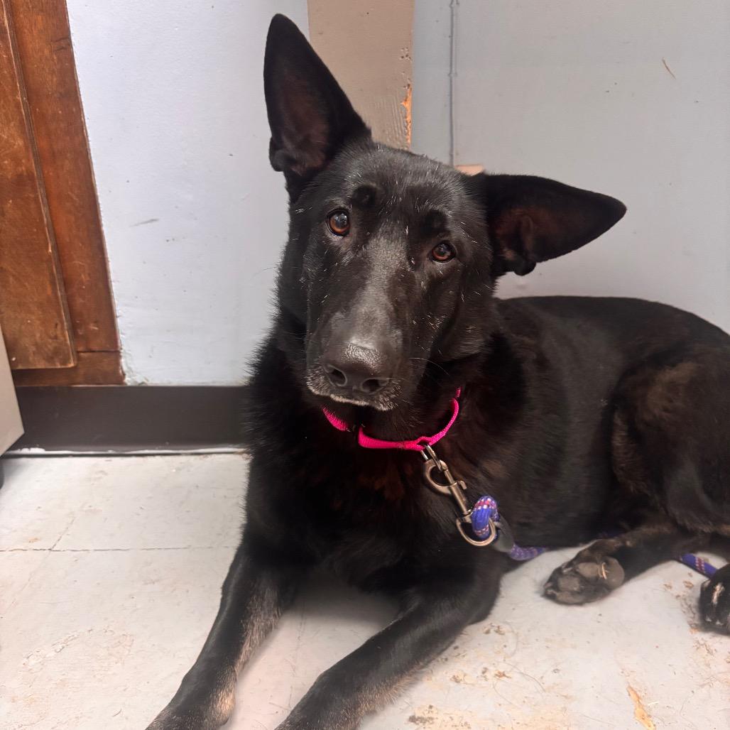 Enlarge Astra, a Adoptable German Shepherd Dog in Shawnee, KS image 3/4