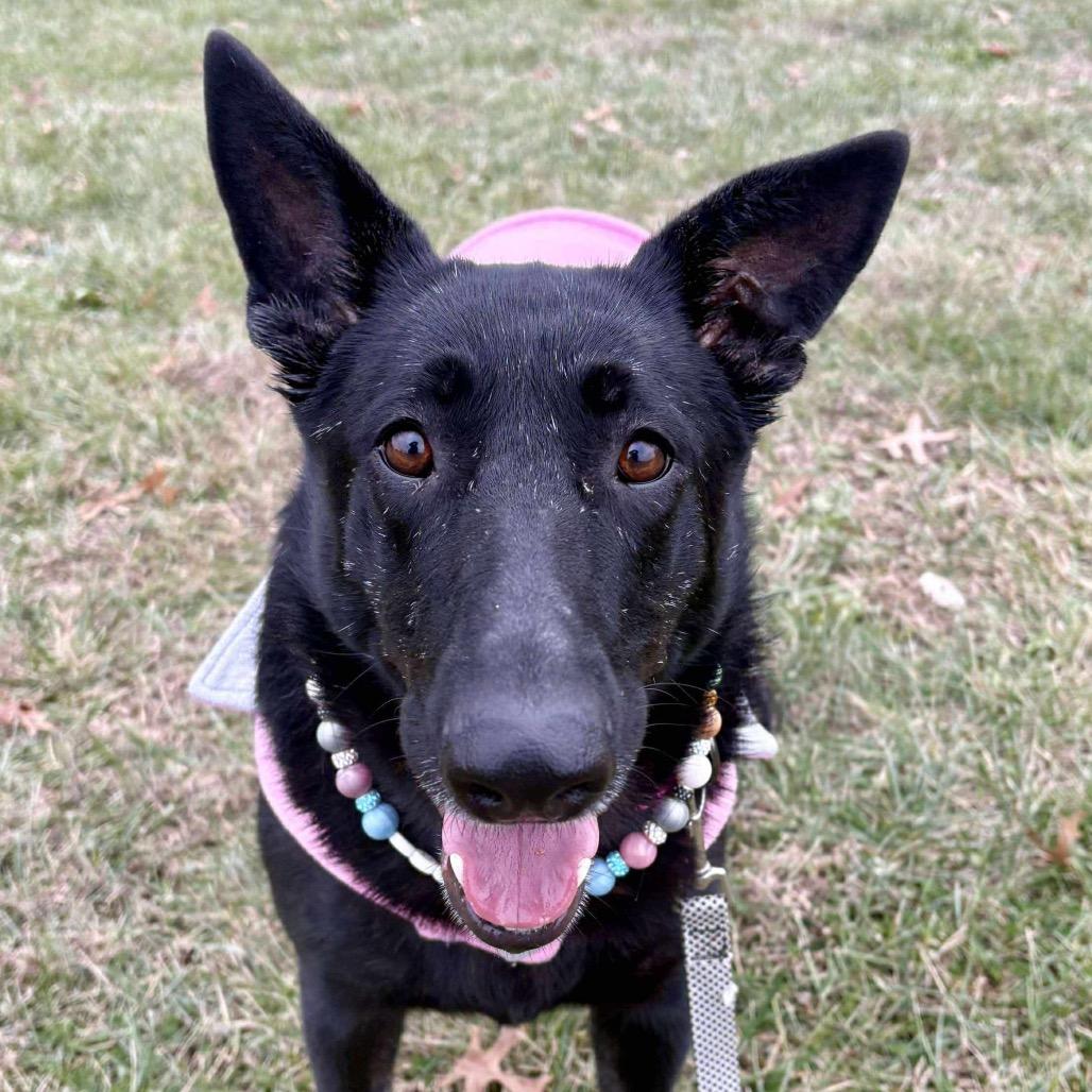 Enlarge Astra, a Adoptable German Shepherd Dog in Shawnee, KS image 4/4