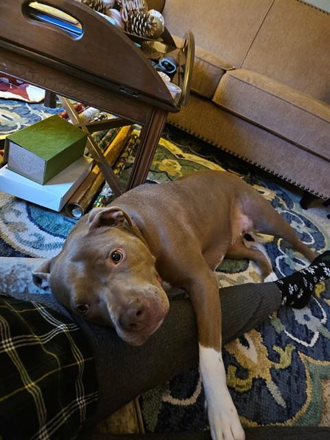 XENA BABY, Adoptable, Young Female Pit Bull Terrier.