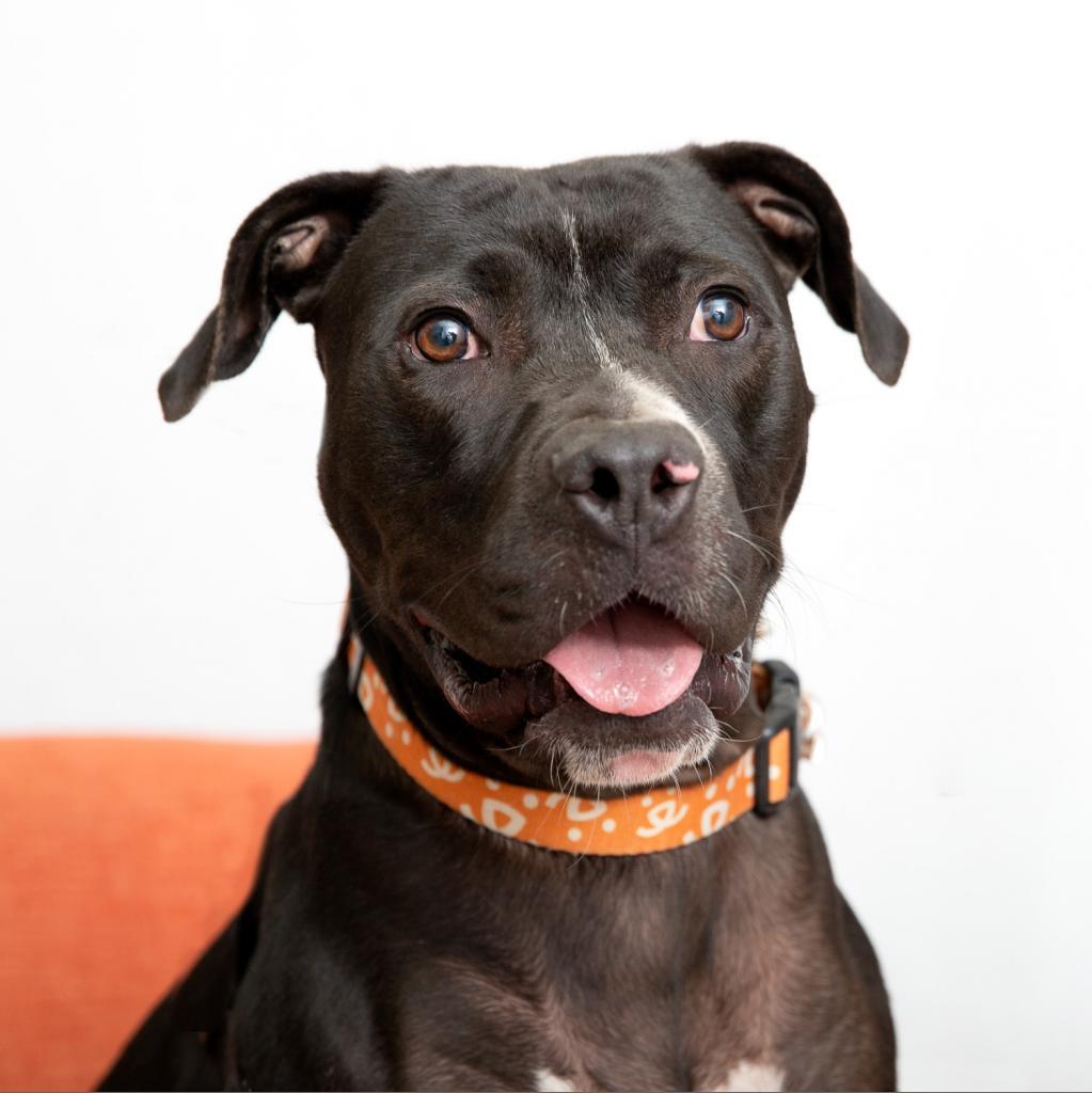 Boba, Adoptable, Senior Male American Staffordshire Terrier.