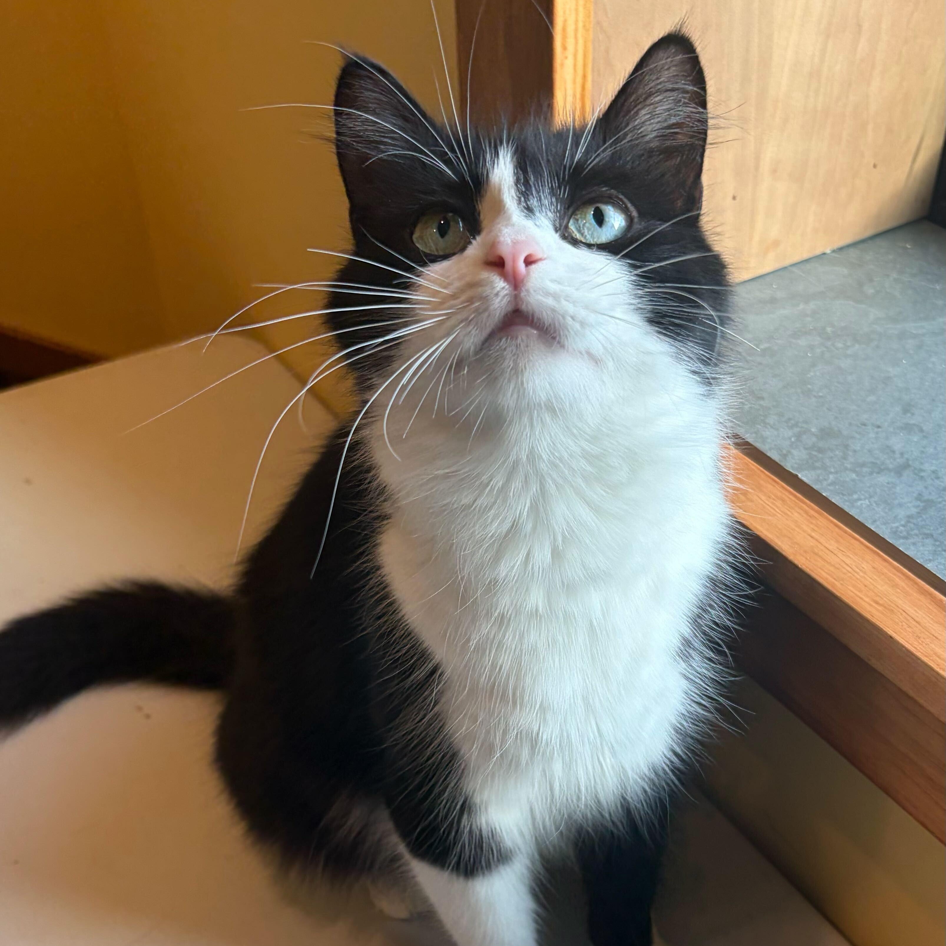 Enlarge Hera, an adopted Domestic Short Hair in Waltham, MA image 5/5