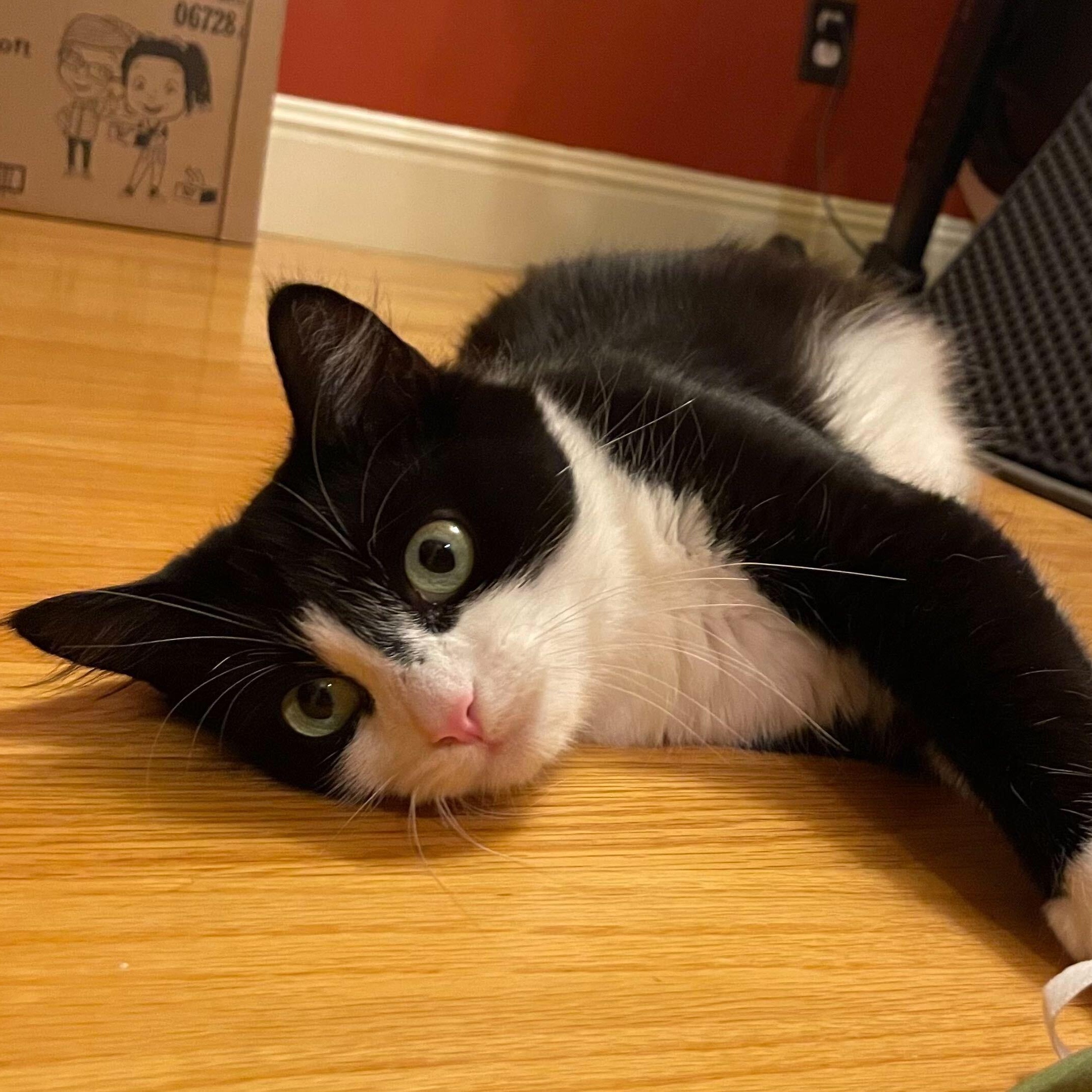 Enlarge Hera, an adopted Domestic Short Hair in Waltham, MA image 2/5