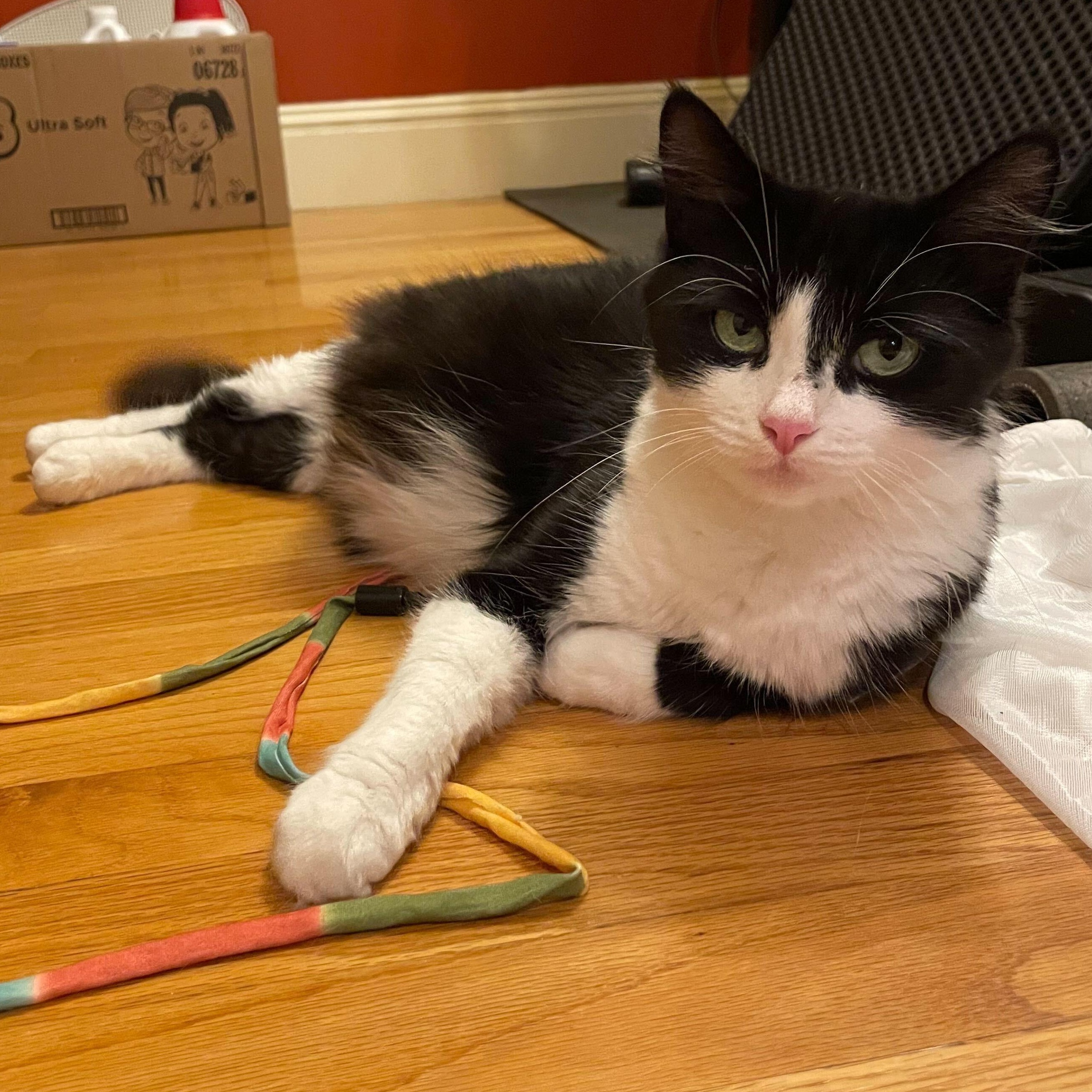 Enlarge Hera, an adopted Domestic Short Hair in Waltham, MA image 4/5