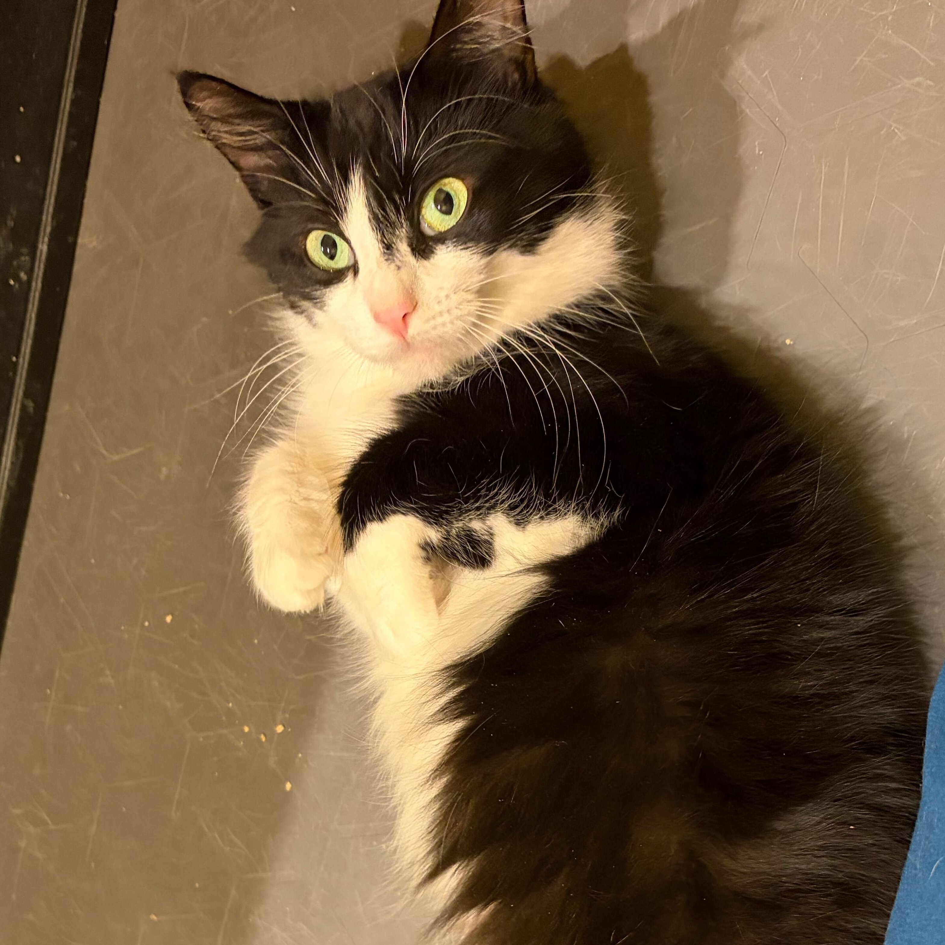 Enlarge Hera, an adopted Domestic Short Hair in Waltham, MA image 3/5