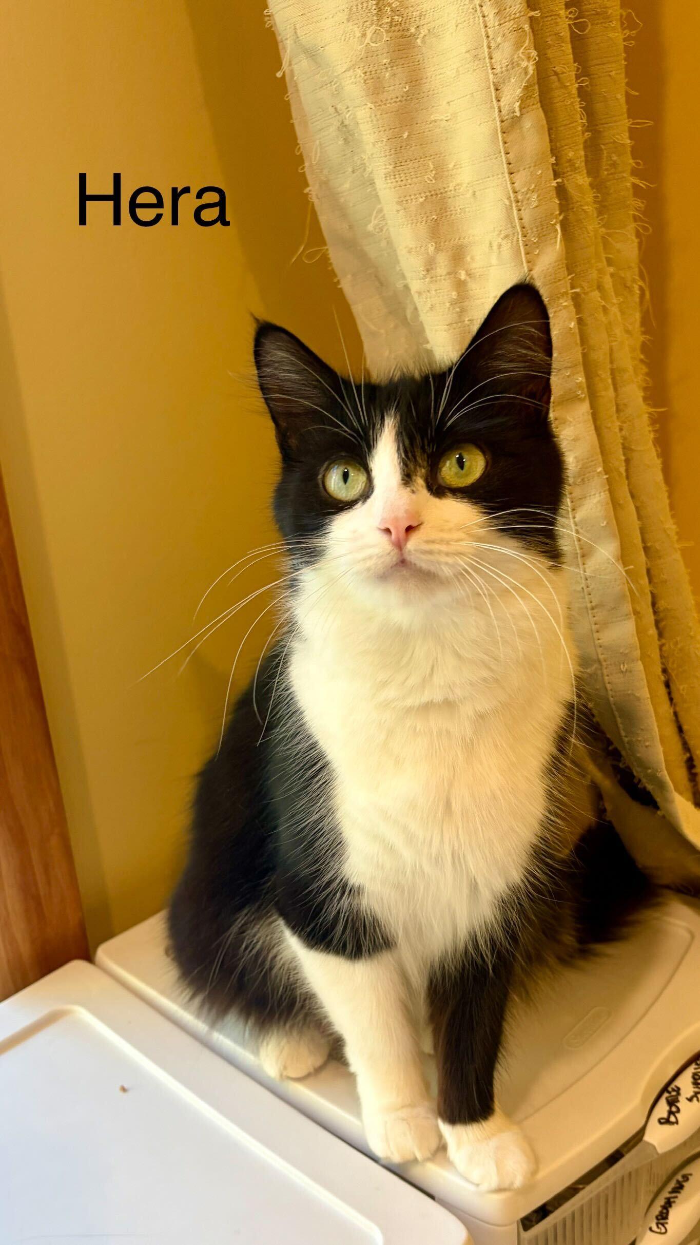 Hera, adopted, Young Female Domestic Short Hair.