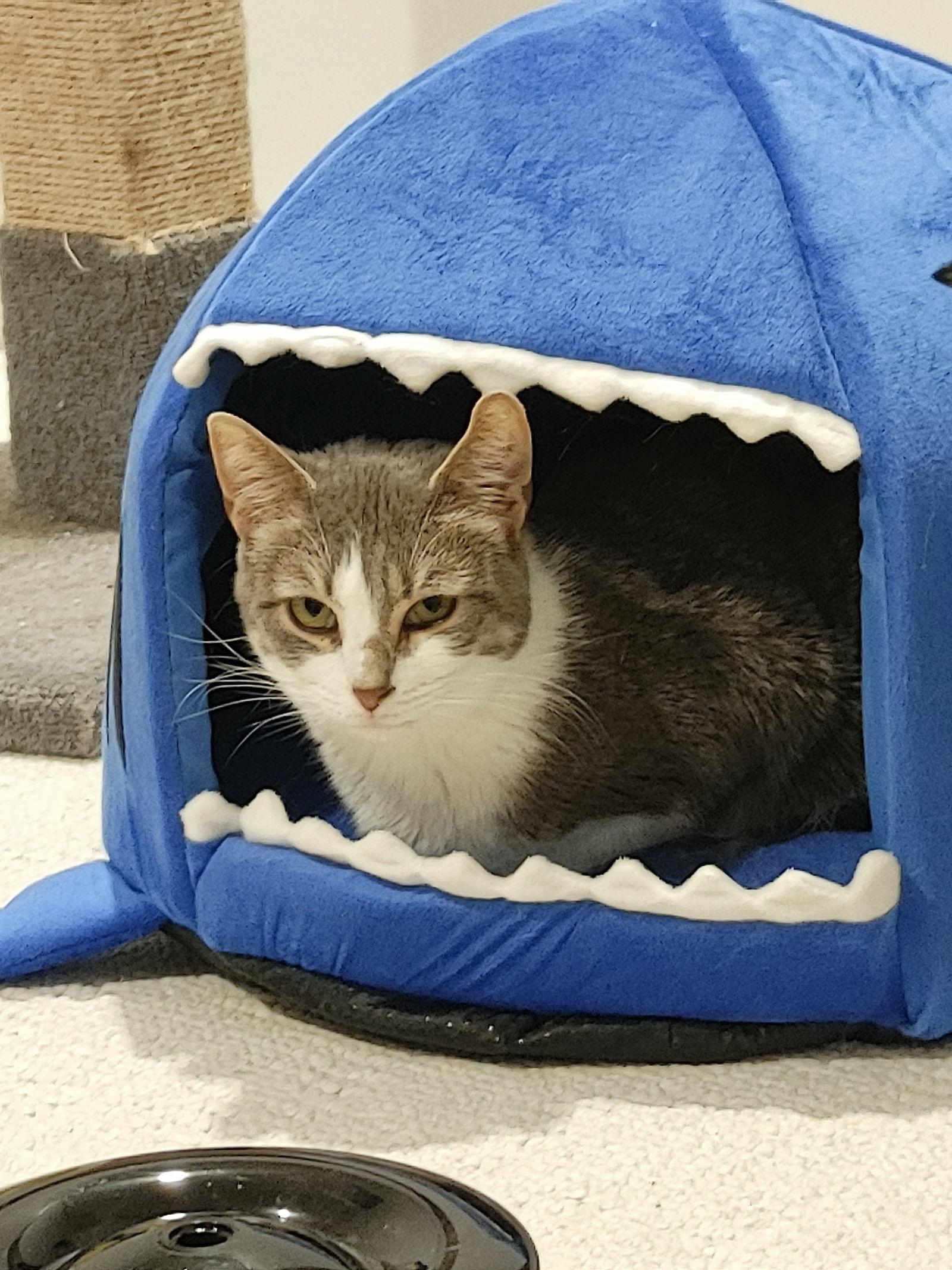 Enlarge Lavern, a Adoptable Domestic Short Hair in Walled Lake, MI image 1/3