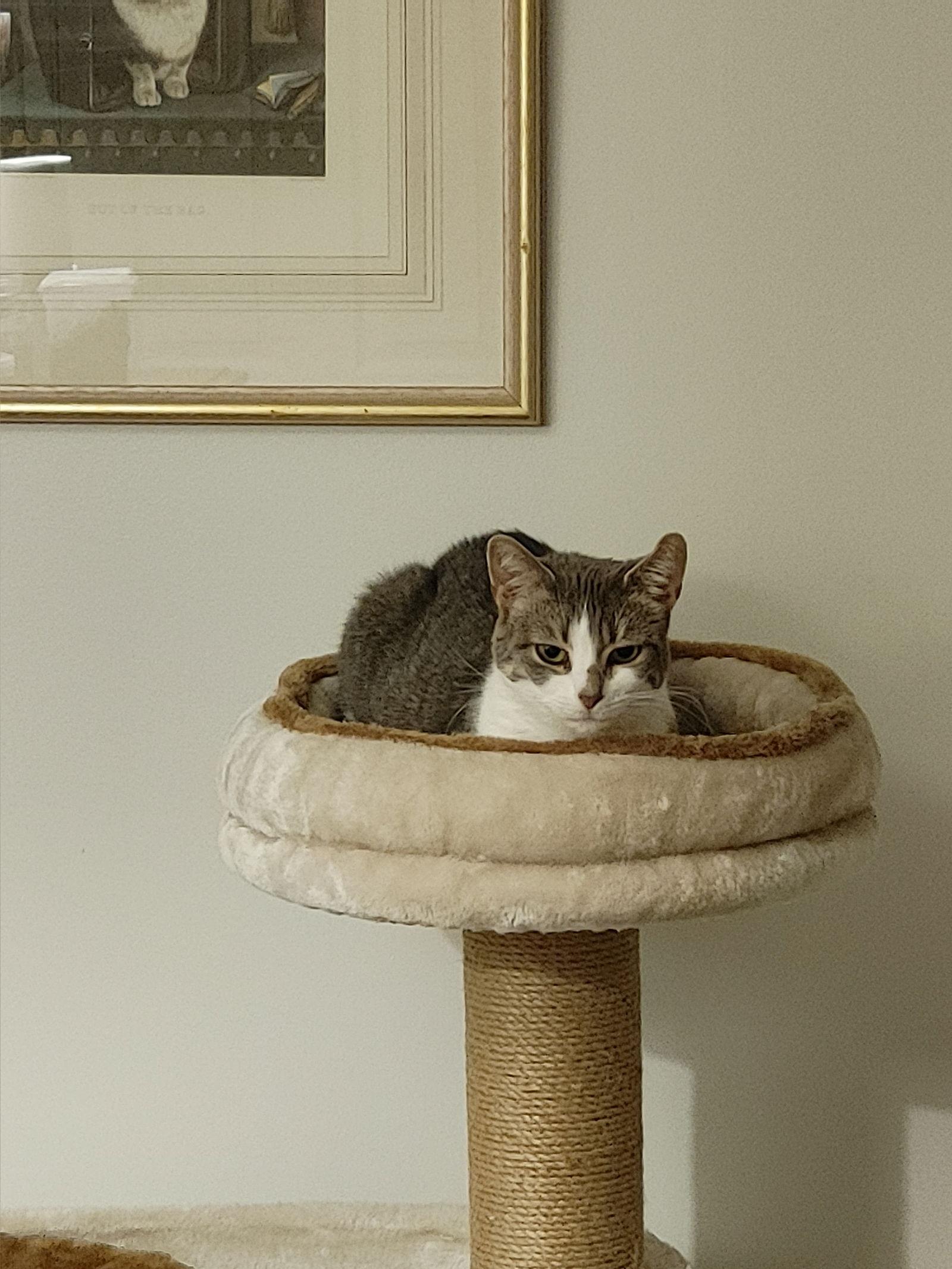 Enlarge Lavern, a Adoptable Domestic Short Hair in Walled Lake, MI image 2/3