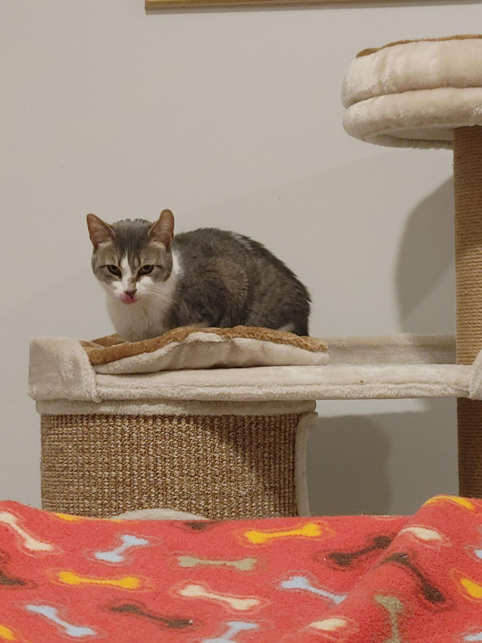 Enlarge Lavern, a Adoptable Domestic Short Hair in Walled Lake, MI image 3/3