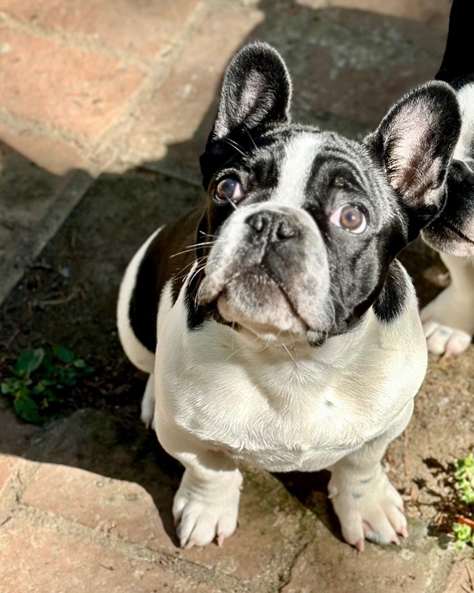 Hugo , an adopted French Bulldog in Shelbyville, TN image 1/3