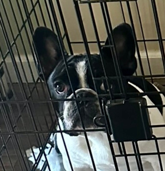 Hugo , an adopted French Bulldog in Shelbyville, TN image 2/3