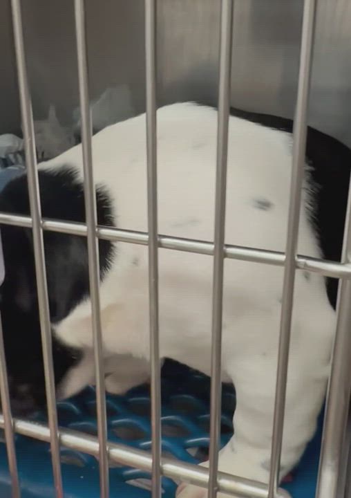 Enlarge Hugo , an adopted French Bulldog in Shelbyville, TN video 3/3