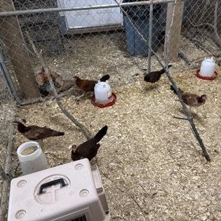 Enlarge Chickens, a Adoptable Chicken in Chester Springs, PA image 1/1