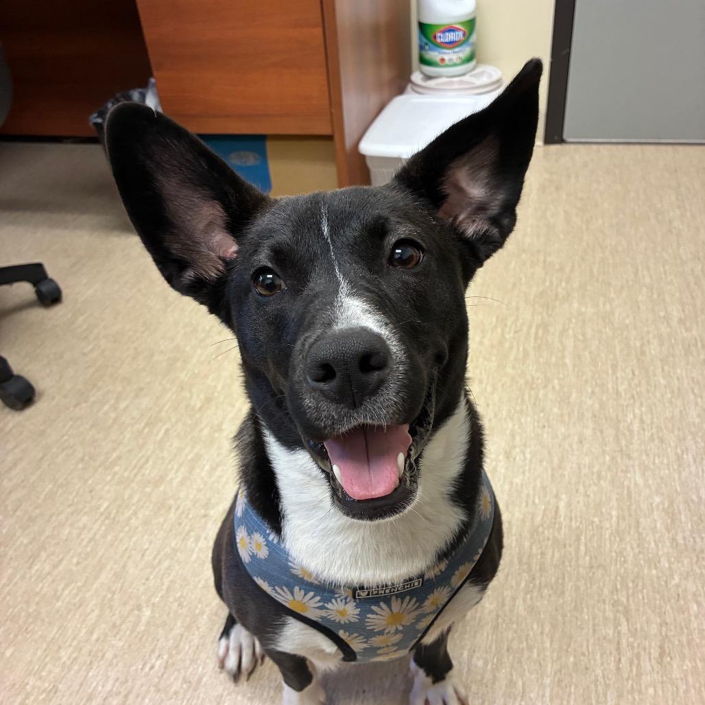 Cerenia, Adoptable, Young Female Mixed Breed & Mixed Breed.