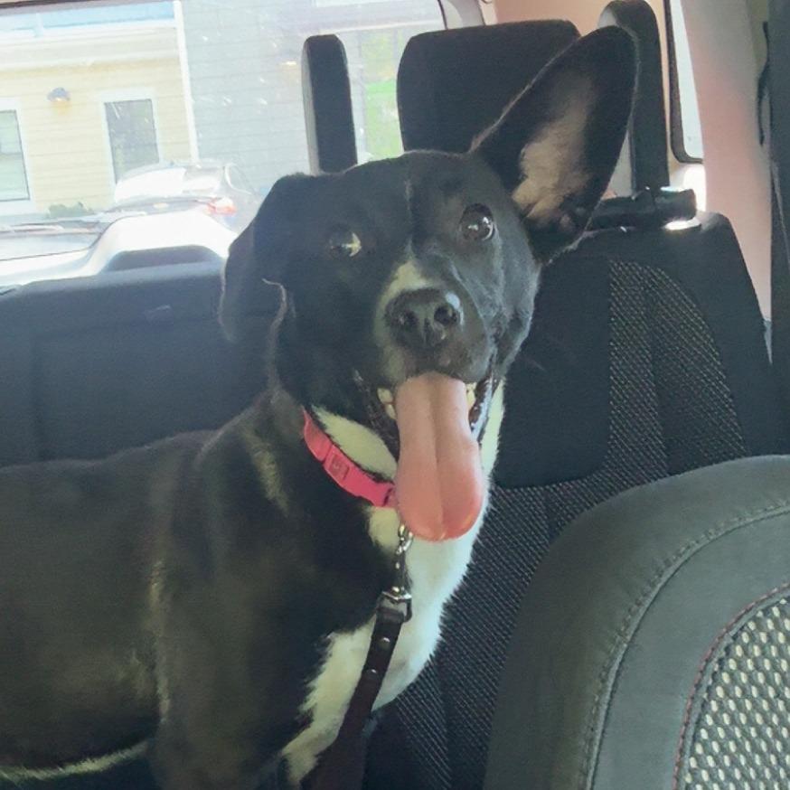 Enlarge Cerenia, a Adoptable mixed breed in Red House, WV image 2/2