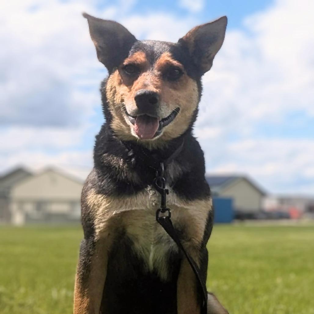 Dodger, Adoptable, Young Male German Shepherd Dog & Mixed Breed.