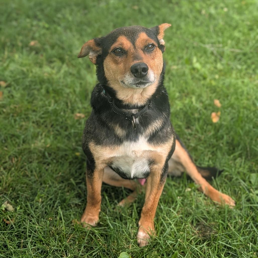 Dodger, a Adoptable mixed breed in Prairie du Chien, WI image 2/4
