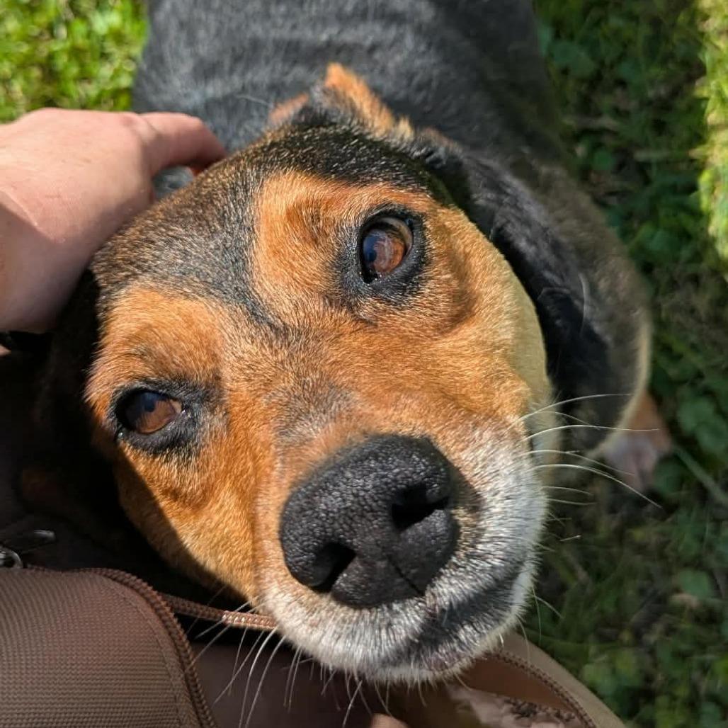 Dodger, a Adoptable mixed breed in Prairie du Chien, WI image 3/4