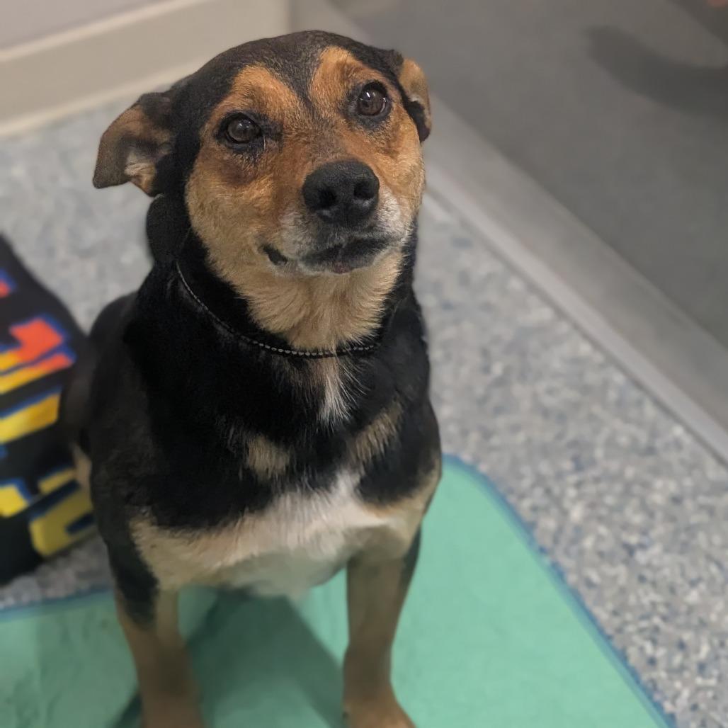 Dodger, Adoptable, Young Male German Shepherd Dog & Mixed Breed.