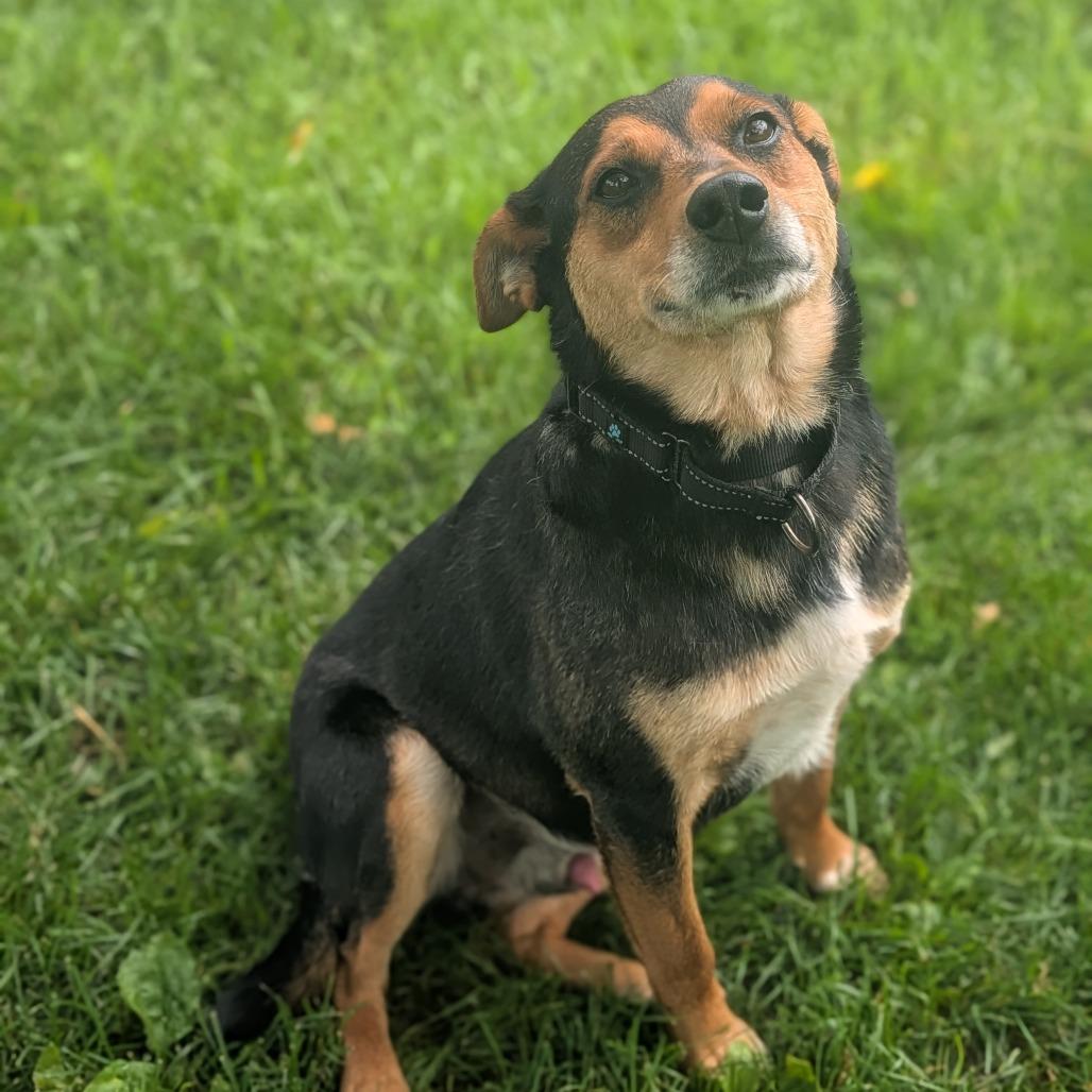 Dodger, a Adoptable mixed breed in Prairie du Chien, WI image 4/4