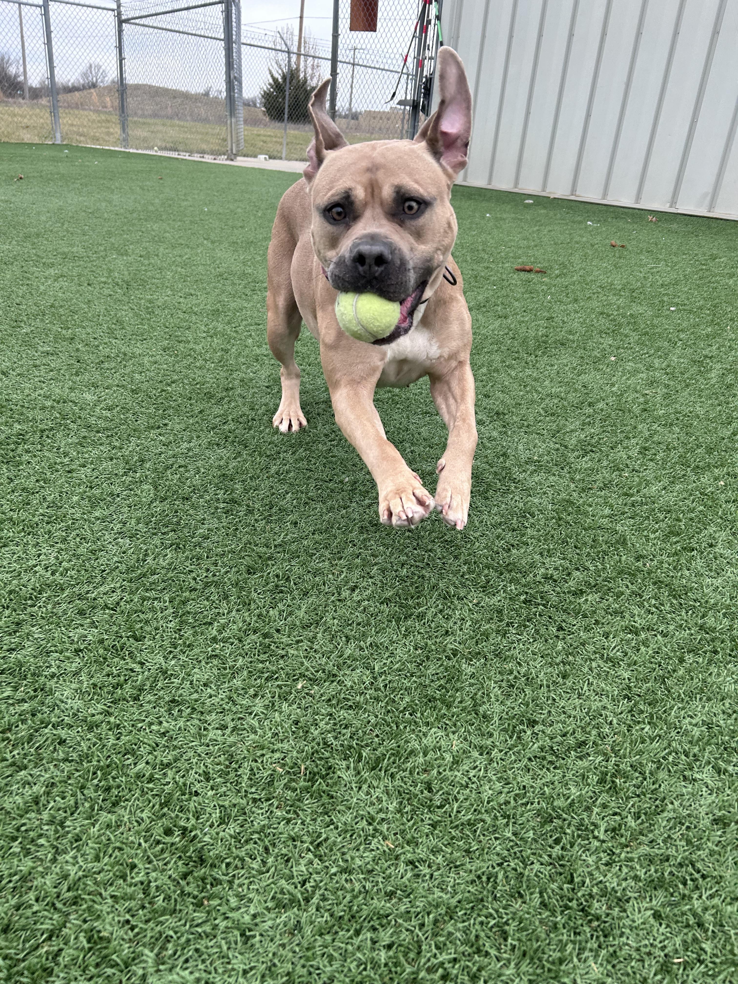 Enlarge Diamond , a ADOPTABLE American Bully in Harrisonville, MO image 1/1
