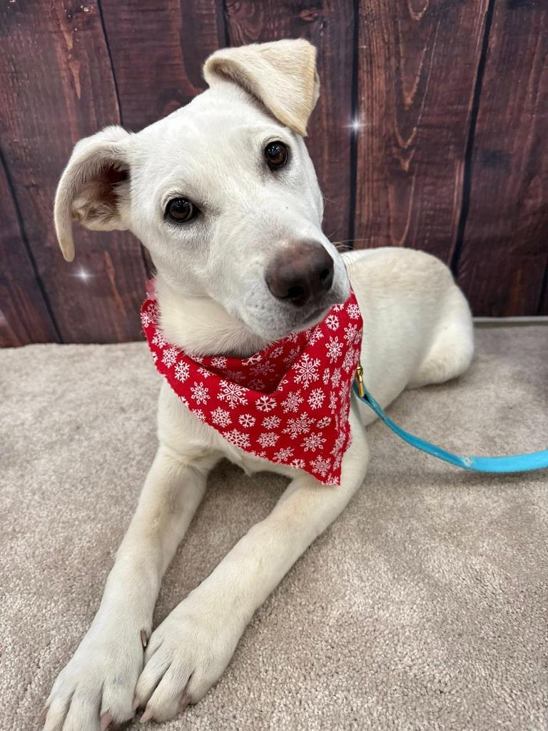 Storm, Adoptable, Young Female Mixed Breed.