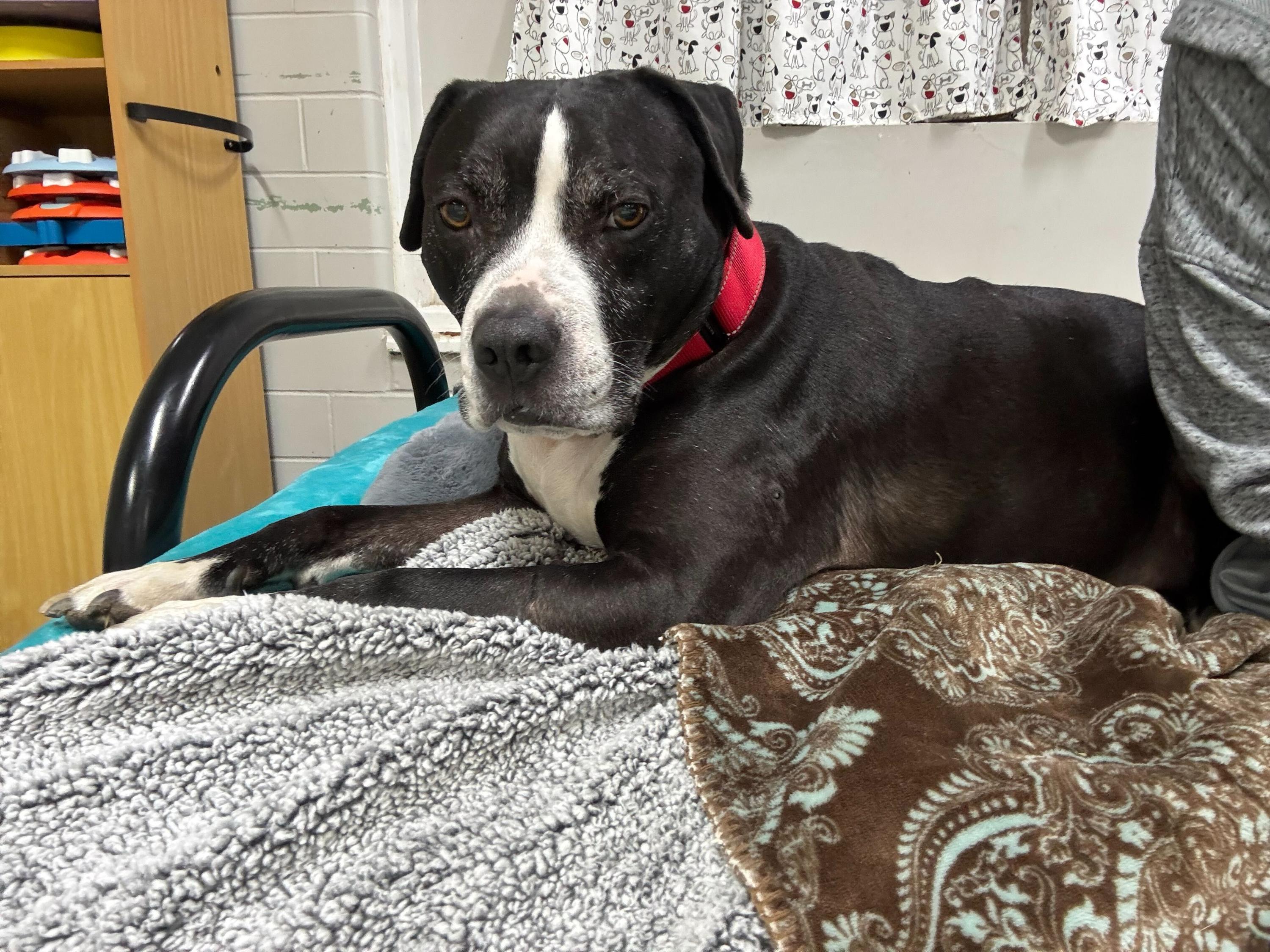 Enlarge Chance, a ADOPTABLE mixed breed in Youngstown, OH image 5/6