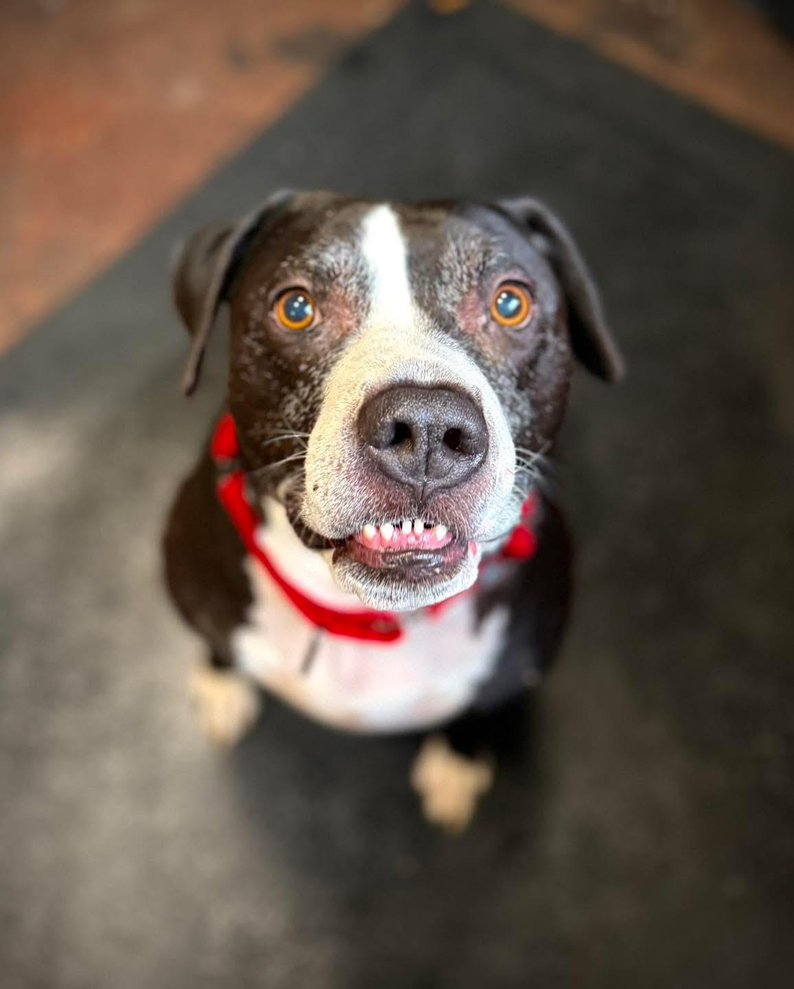 Chance, ADOPTABLE, Senior Male American Staffordshire Terrier.